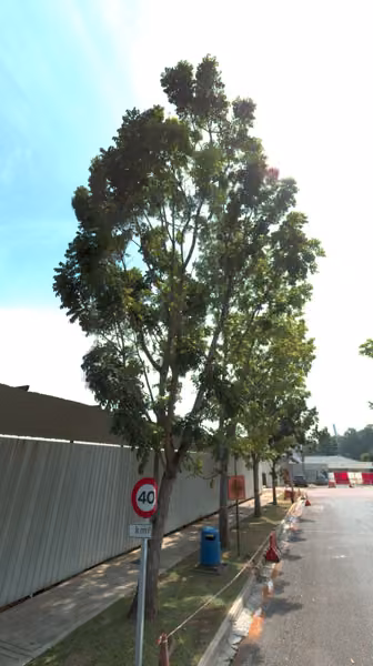 tree photo