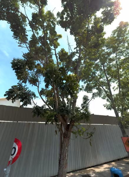 tree photo