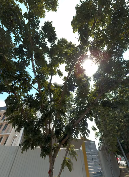 tree photo