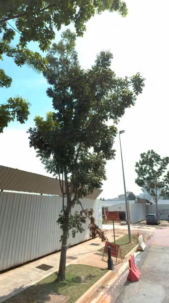 tree photo