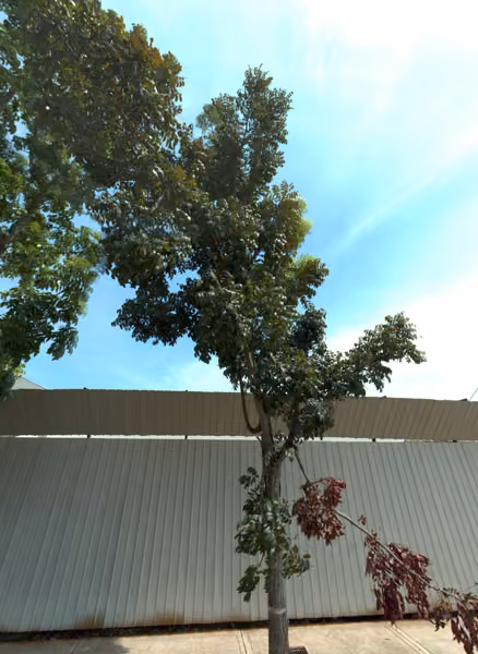 tree photo