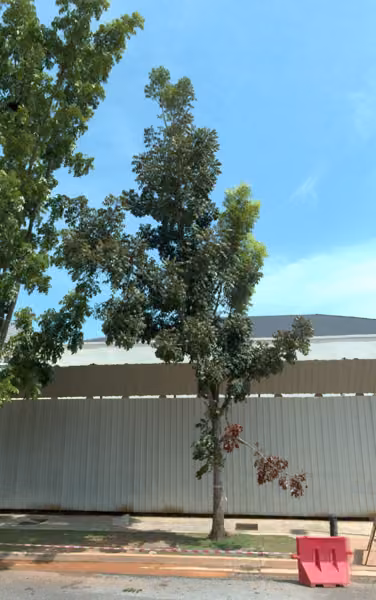 tree photo