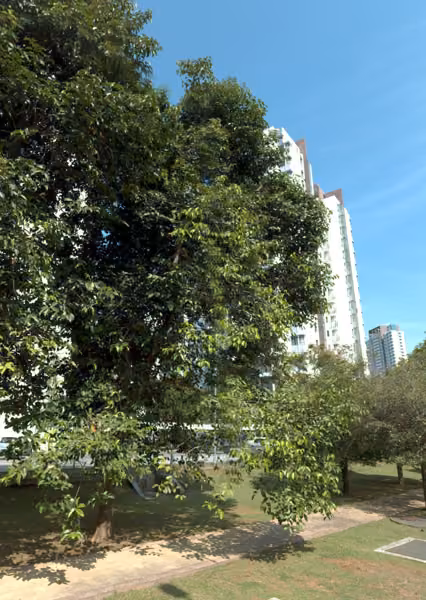 tree photo