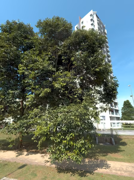 tree photo