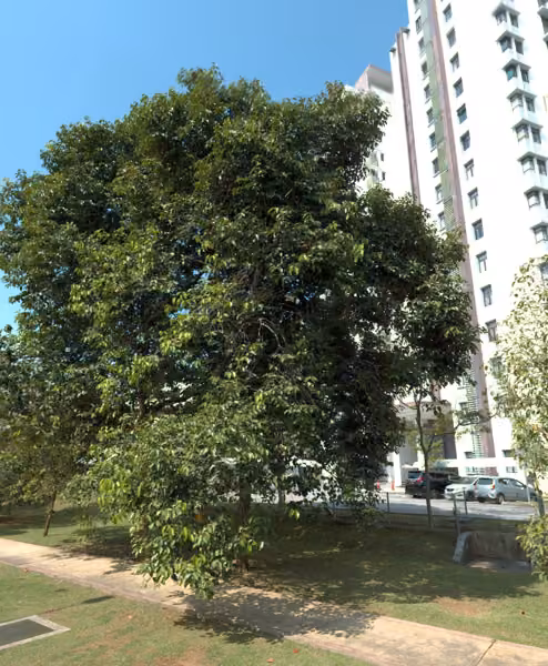 tree photo