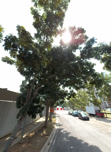 tree photo