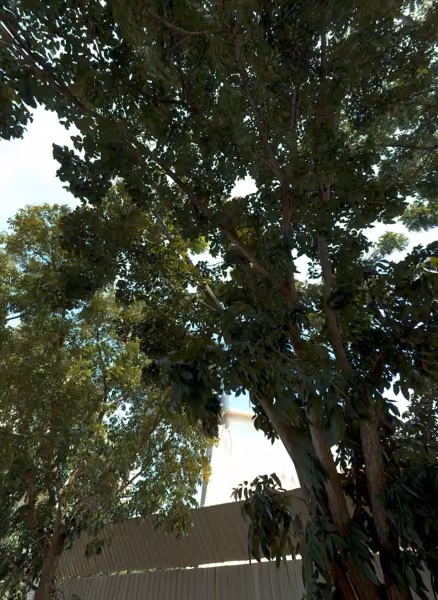 tree photo