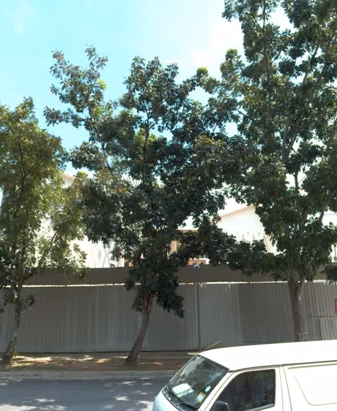 tree photo