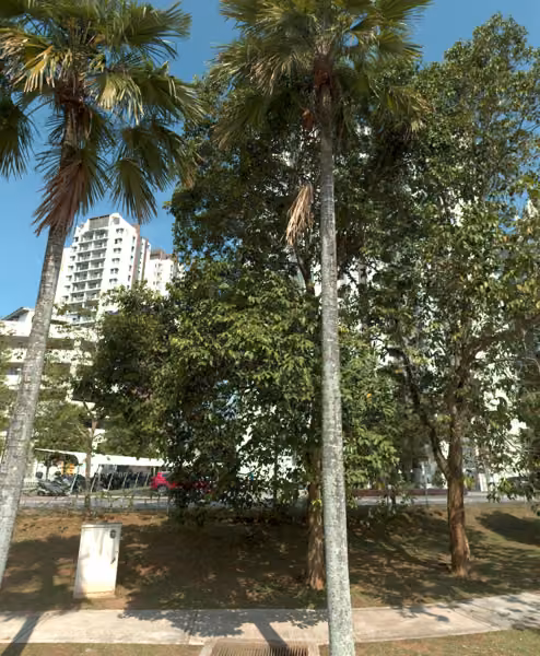tree photo