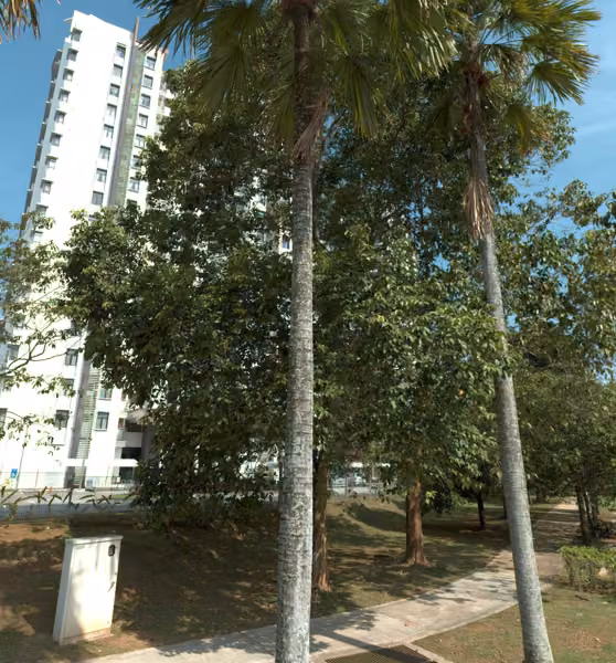 tree photo