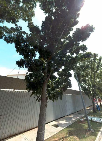 tree photo