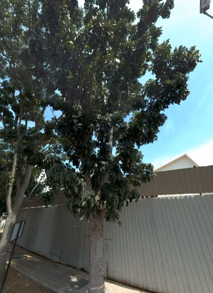 tree photo
