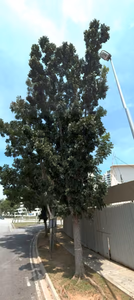 tree photo