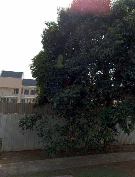 tree photo