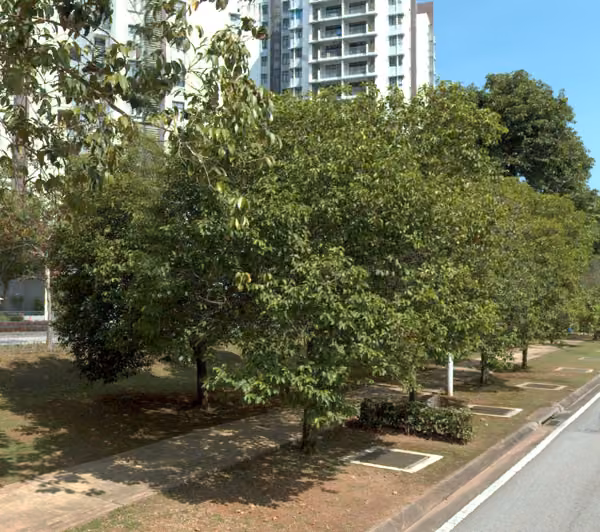 tree photo