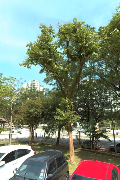 tree photo