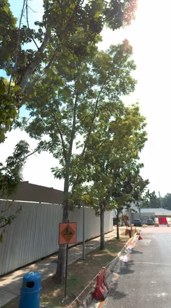 tree photo