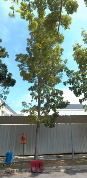 tree photo