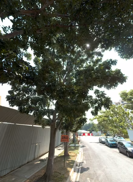 tree photo