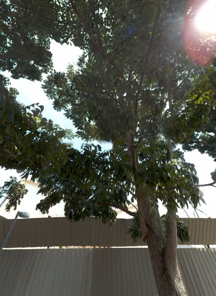 tree photo