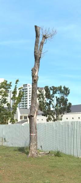 tree photo