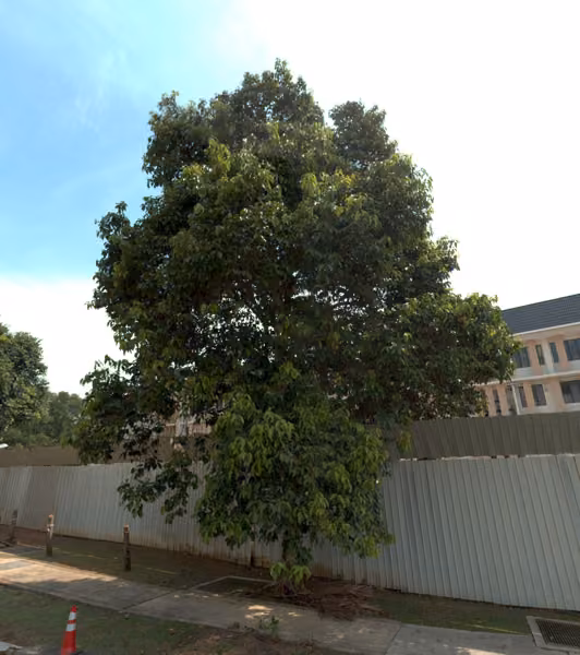tree photo