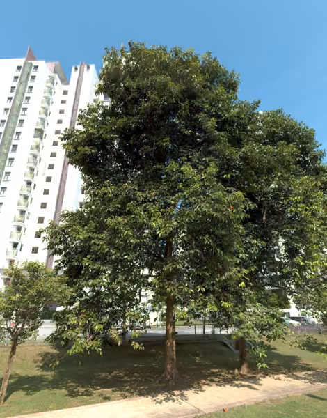 tree photo