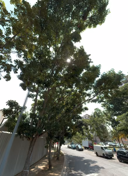 tree photo
