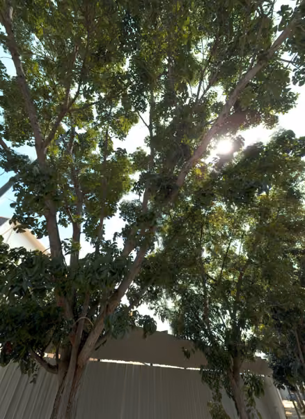 tree photo