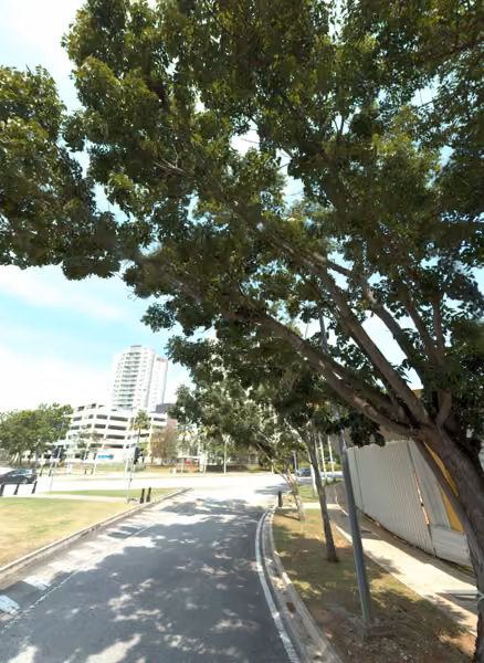 tree photo