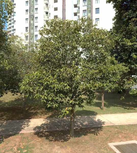 tree photo