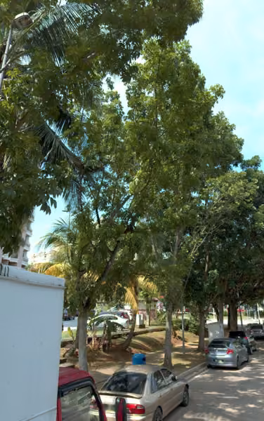 tree photo
