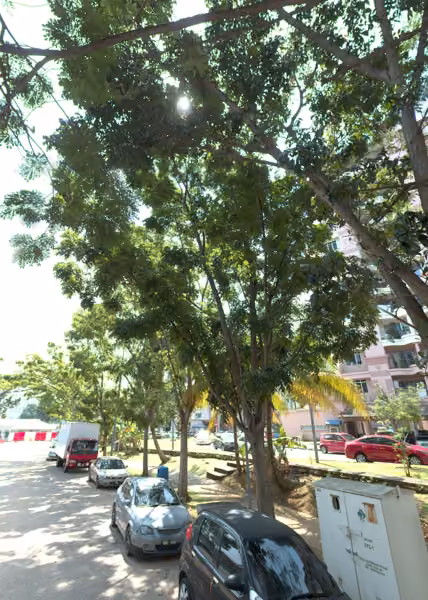 tree photo