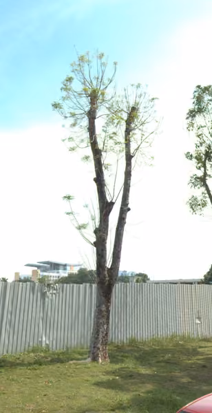 tree photo