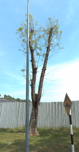 tree photo