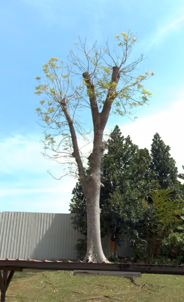 tree photo