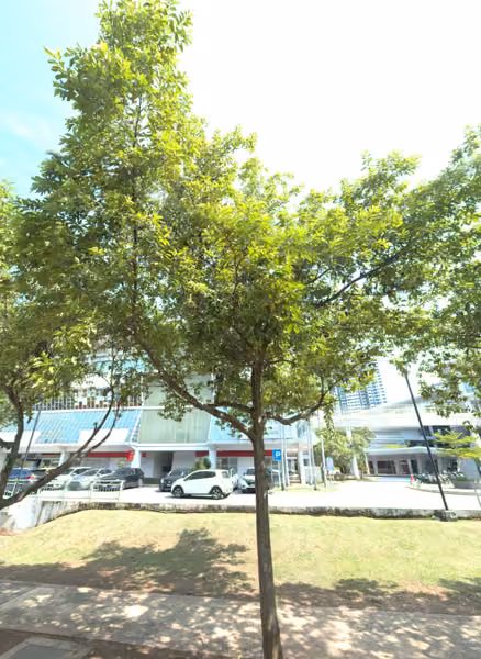 tree photo