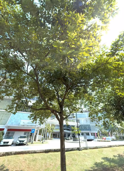 tree photo