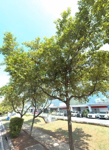 tree photo
