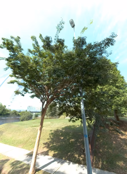 tree photo
