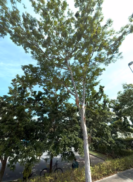 tree photo