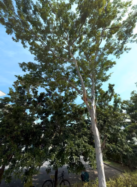 tree photo