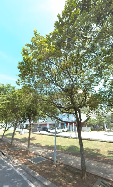 tree photo