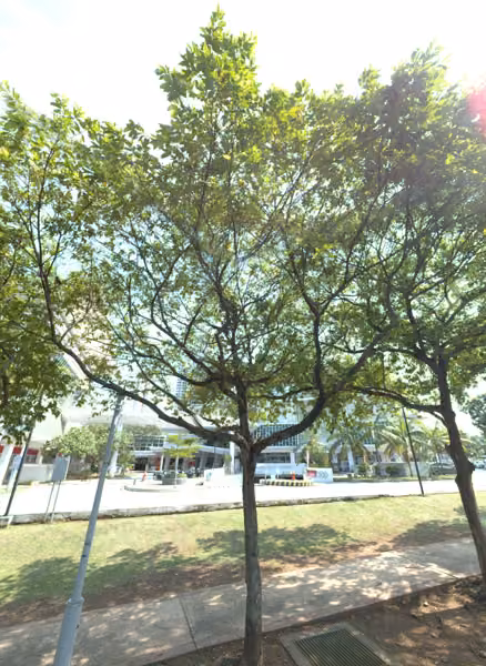 tree photo