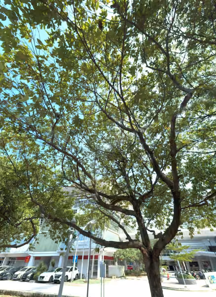 tree photo