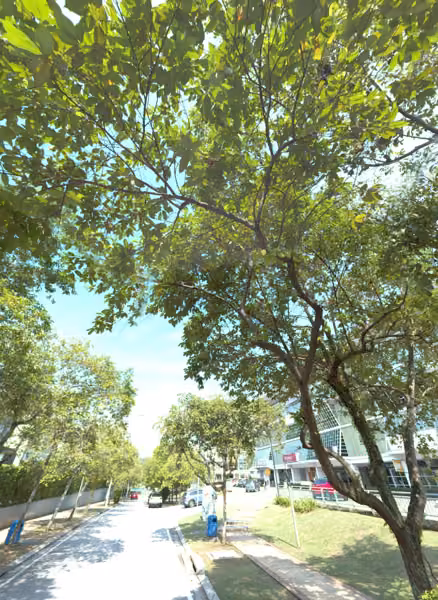 tree photo