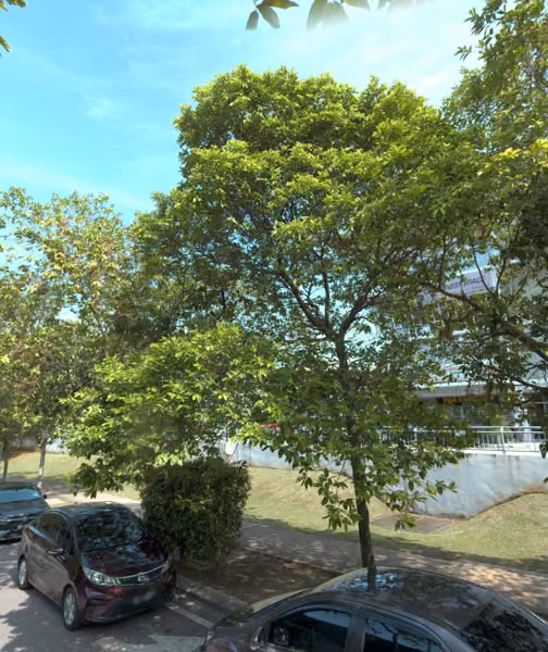 tree photo