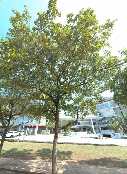 tree photo