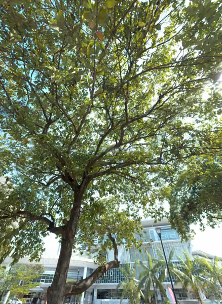 tree photo