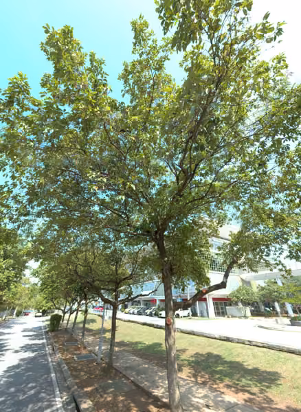 tree photo